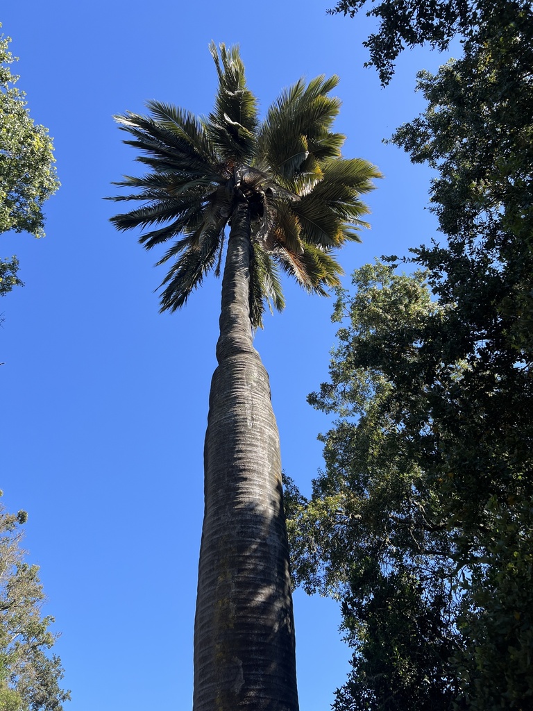 Foto de Coqueiro-do-chile