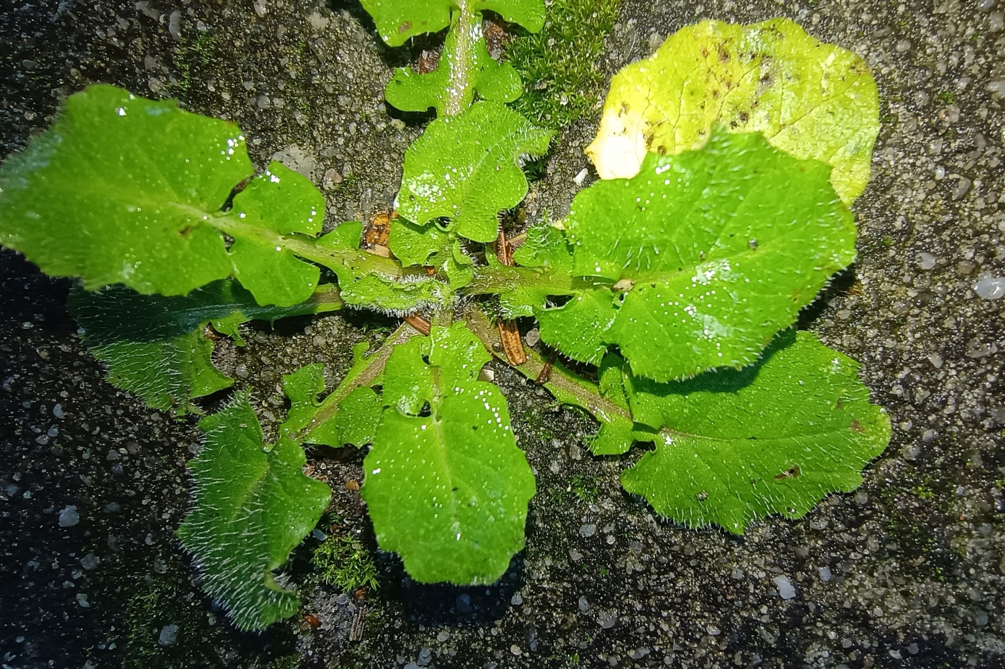 Imagem de Lampsana-verdadeira