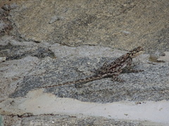 Agama dodomae
