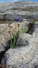 Iris hookeri