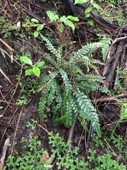 Blechnum × aggregatum