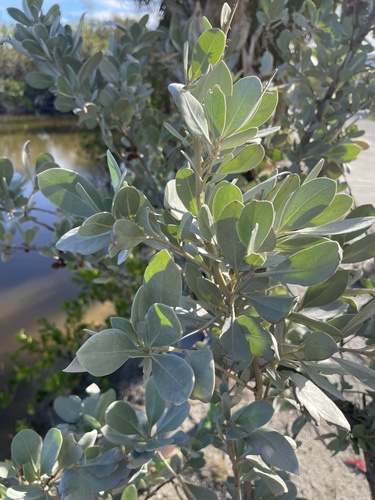 Foto de Mangue-de-botão