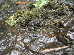 Eleutherodactylus semipalmatus