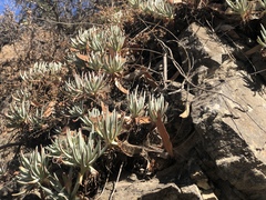 Dudleya virens hassei