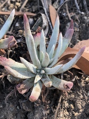 Dudleya virens hassei