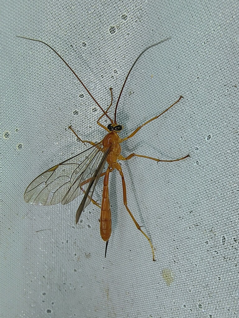 Netelia in May 2024 by 鸹鸹 · iNaturalist