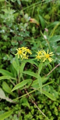 Solidago cuprea