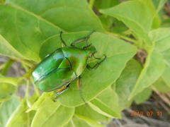 Rhomborhina unicolor