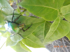 Rhomborhina unicolor
