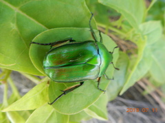 Rhomborhina unicolor