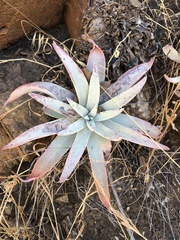 Dudleya virens insularis