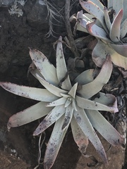 Dudleya virens insularis