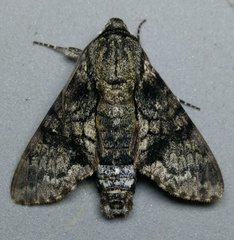 Cautethia spuria
