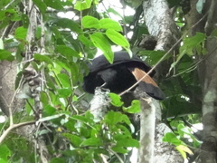 Samar Hornbill photo 4