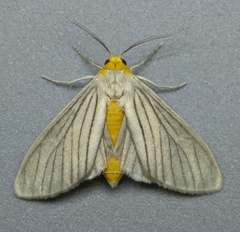 Biturix venosata