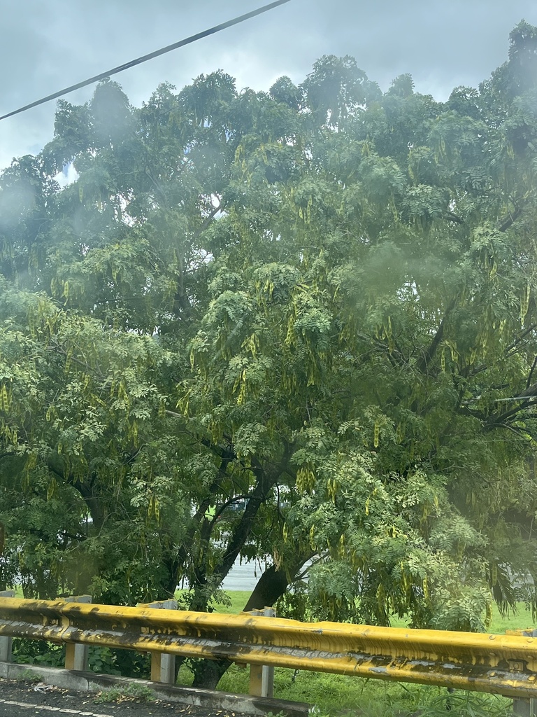 Foto de Sirinqueira