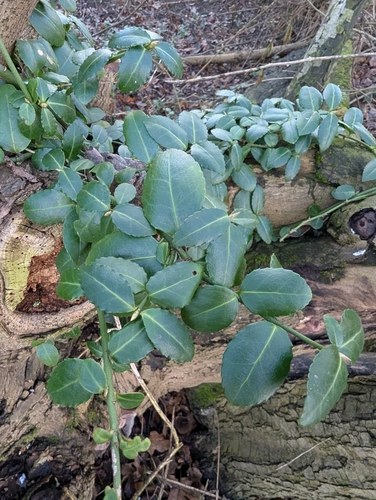 Foto de Evônimo