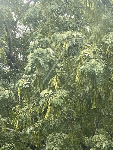 Foto de Sirinqueira