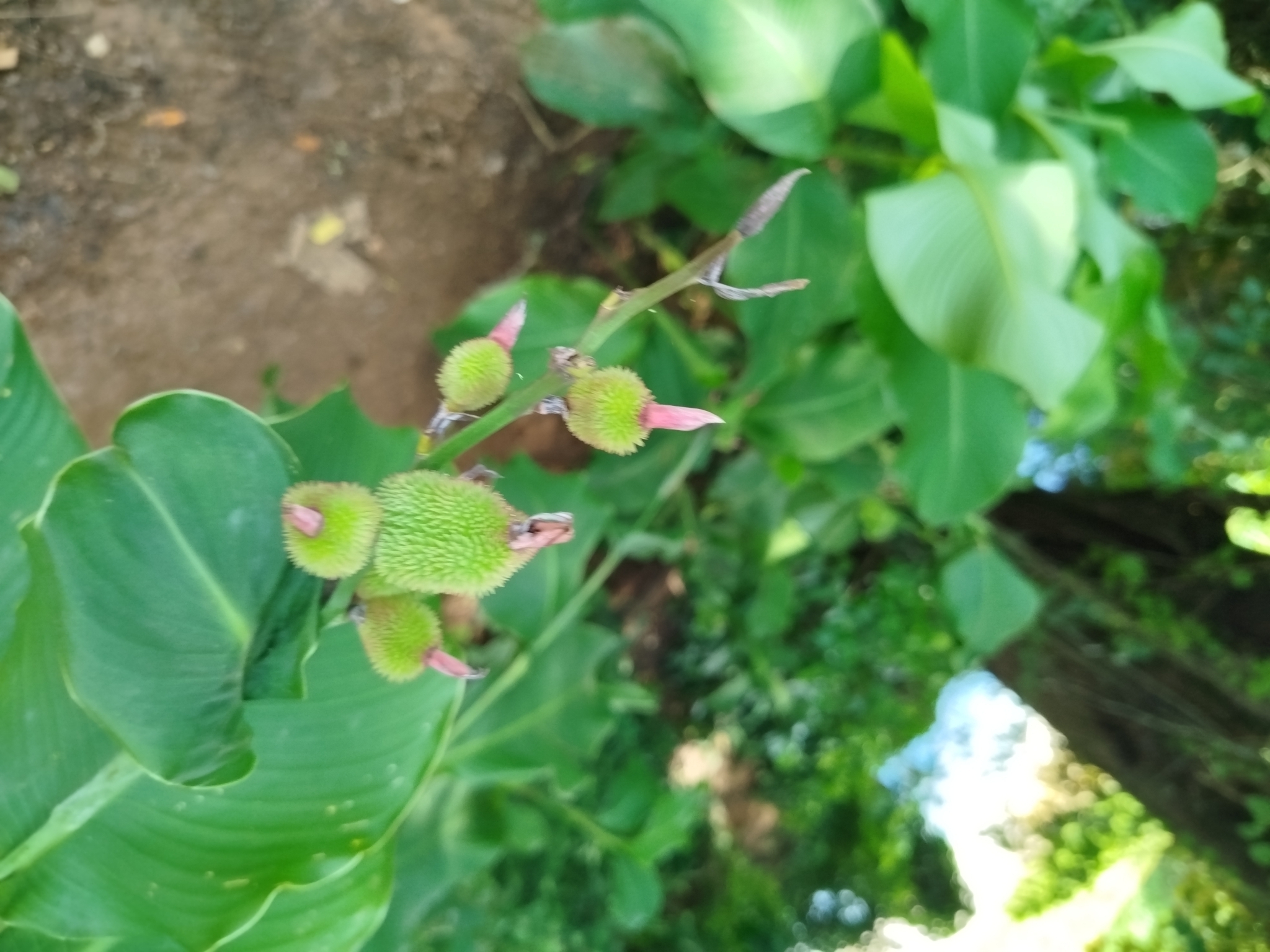 Canna indica