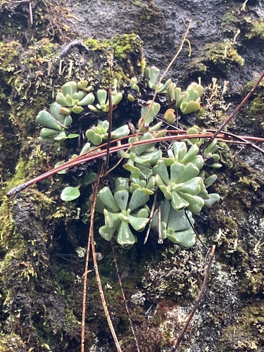 Roseflower stonecrop