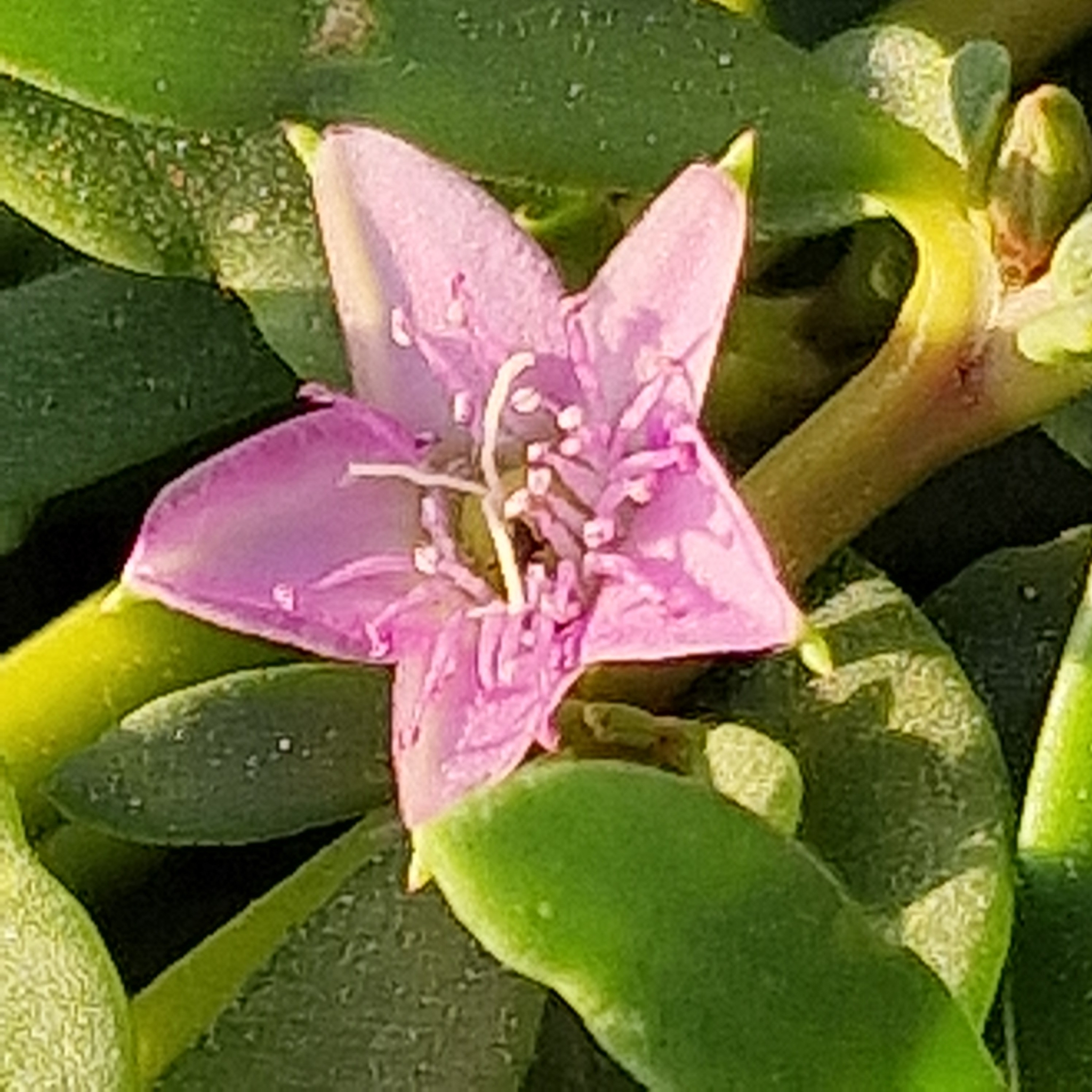 Imagem de Beldroega-da-praia
