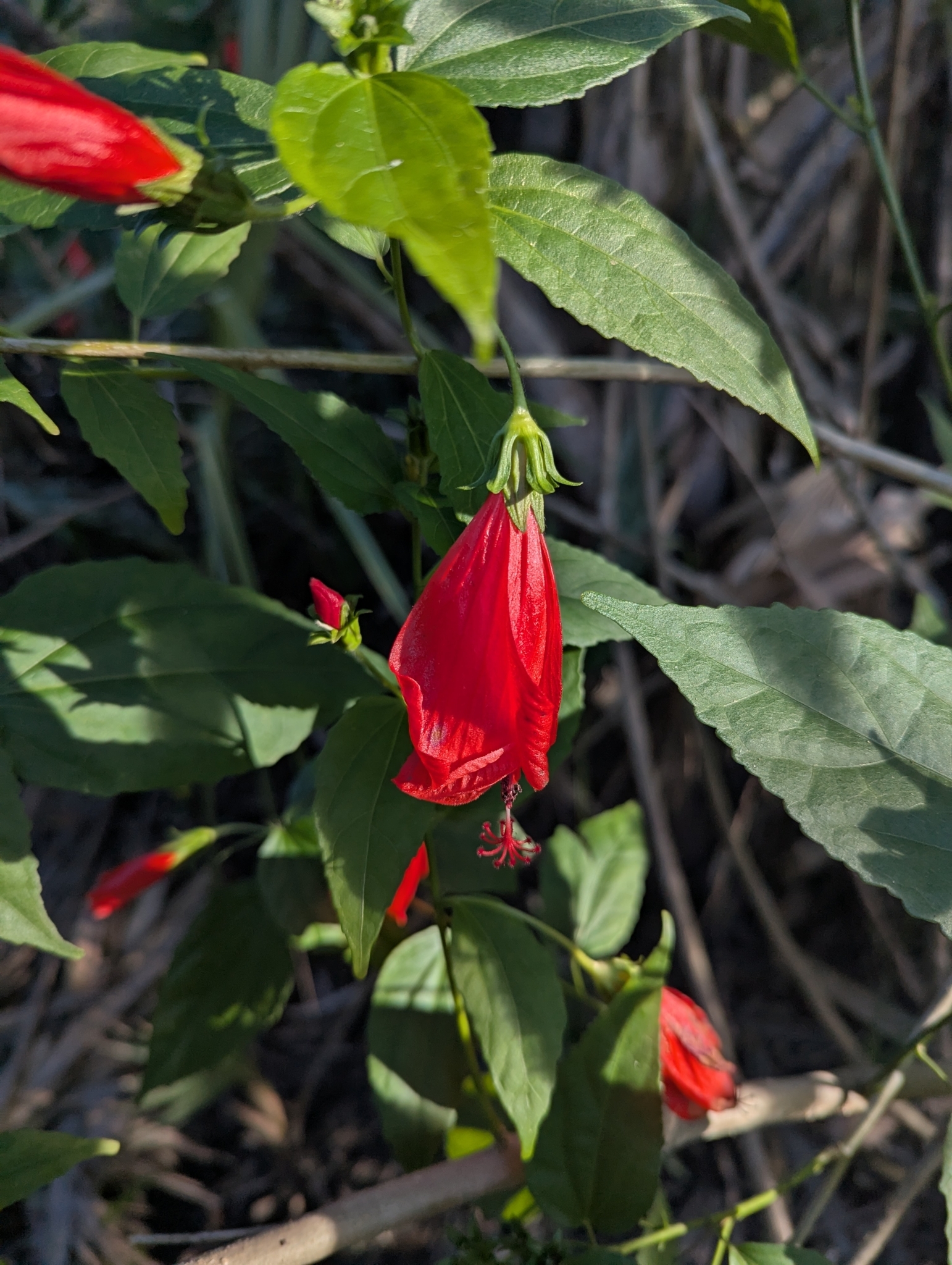 Imagem de Hibisco-colibri