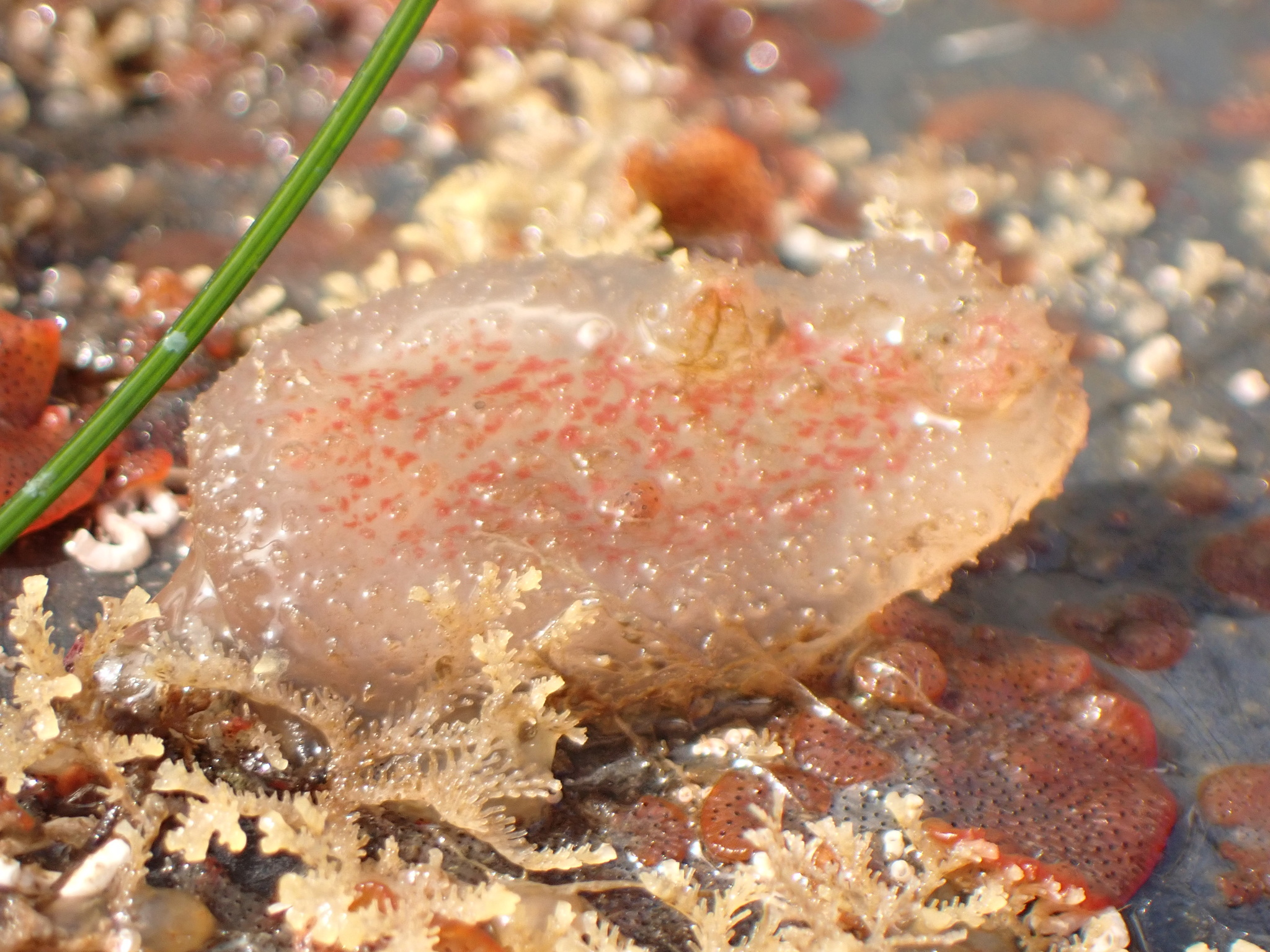 Ascidiella aspersa (Müller, 1776)