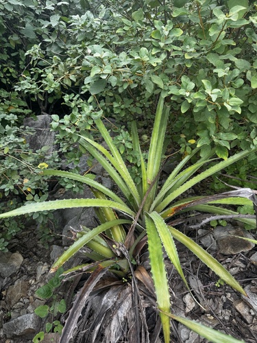 Foto de Caraguatá