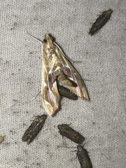 Agathodes monstralis