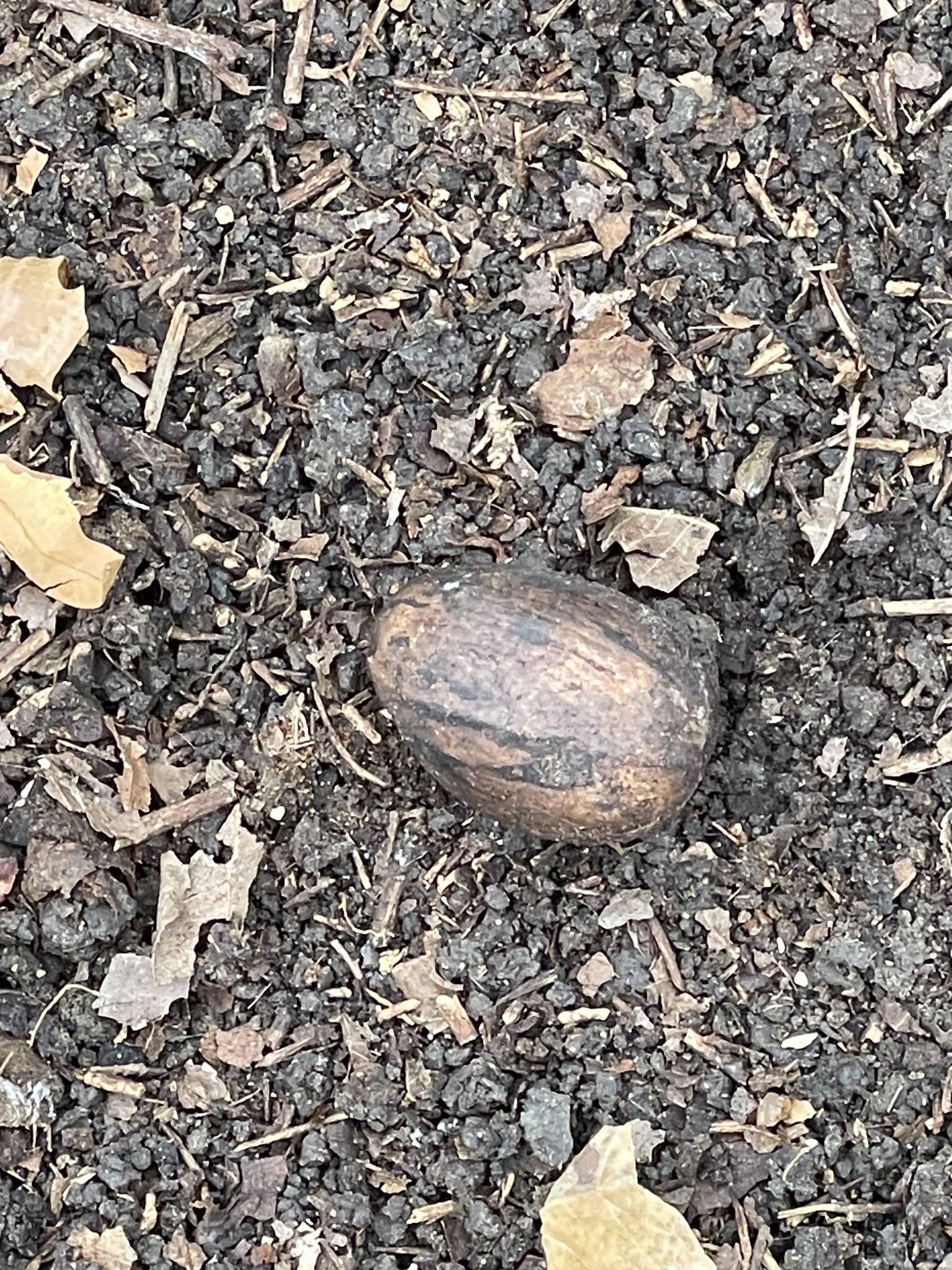 Imagem de Noz pecan
