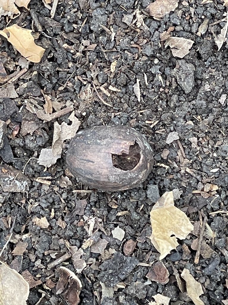 Foto de Noz pecan