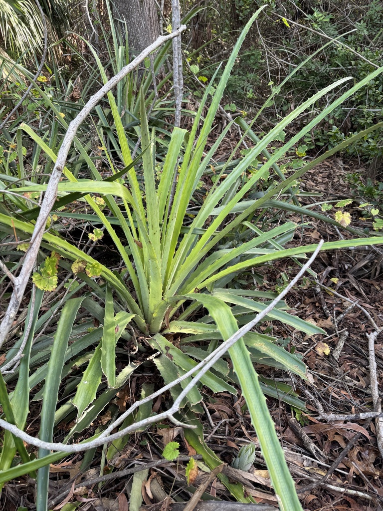 Foto de Caraguatá