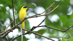 Geothlypis flavovelata