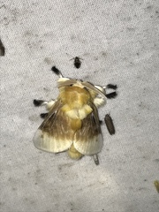 Megalopyge bissesa