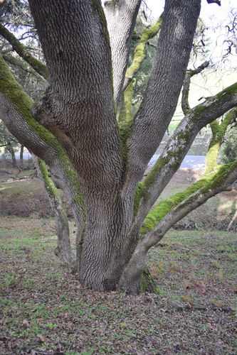 Foto de Carvalho-californiano