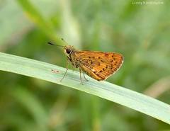 Potanthus pseudomaesa