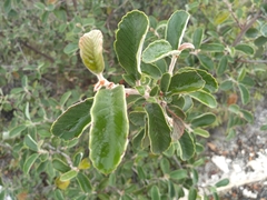 Cercocarpus fothergilloides