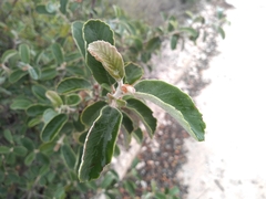Cercocarpus fothergilloides
