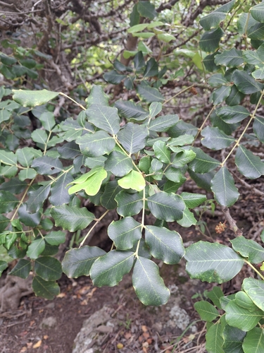 Foto de Alfarrobeira