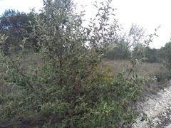 Cercocarpus fothergilloides