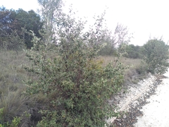 Cercocarpus fothergilloides