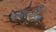 Tabanus proximus