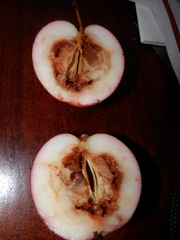 Rhagoletis pomonella