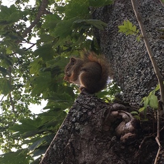 Tamiasciurus hudsonicus