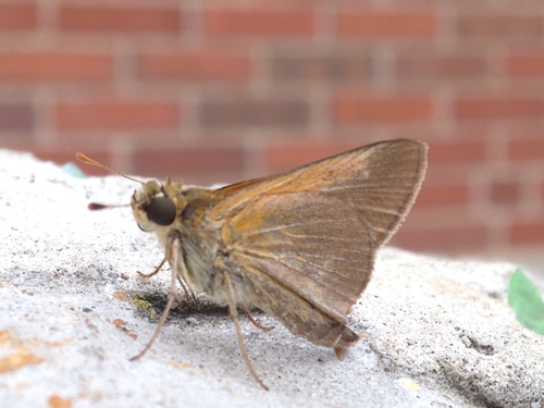 Tawny-edged Skipper