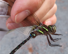 Aeshna umbrosa umbrosa