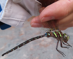 Aeshna umbrosa umbrosa