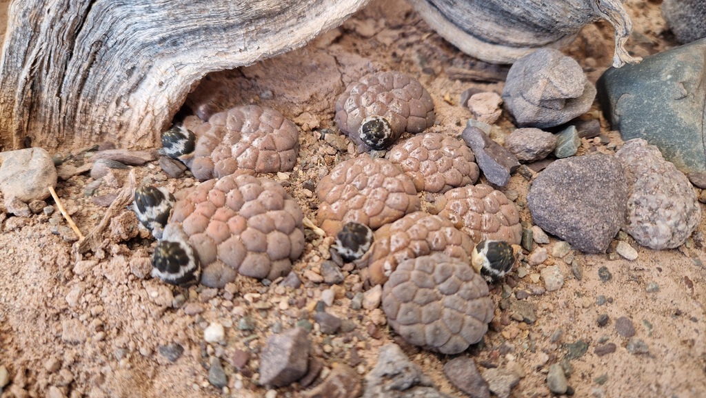 Tephrocactus bonnieae, Tinogasta, AR-CT, AR