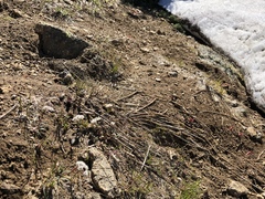 Lomatium piperi