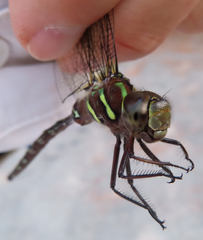 Aeshna umbrosa umbrosa